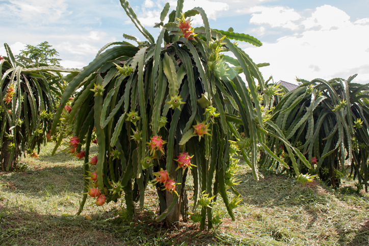 καρπός κάκτου pitahaya